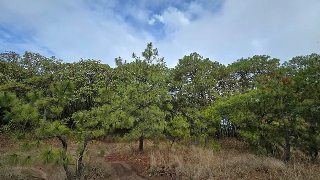 Cerro el Chapulín - Los Amantes - Bosque la Primavera