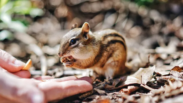 The Danger of Feeding Wildlife