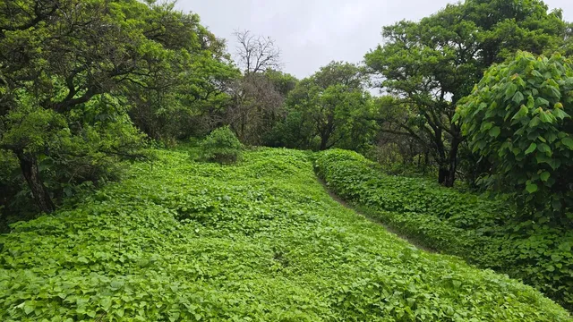 La Cristina - Sierra de San Juan Cosalá