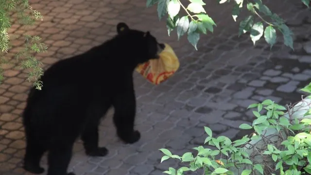 All about the American Black Bear in Nuevo León